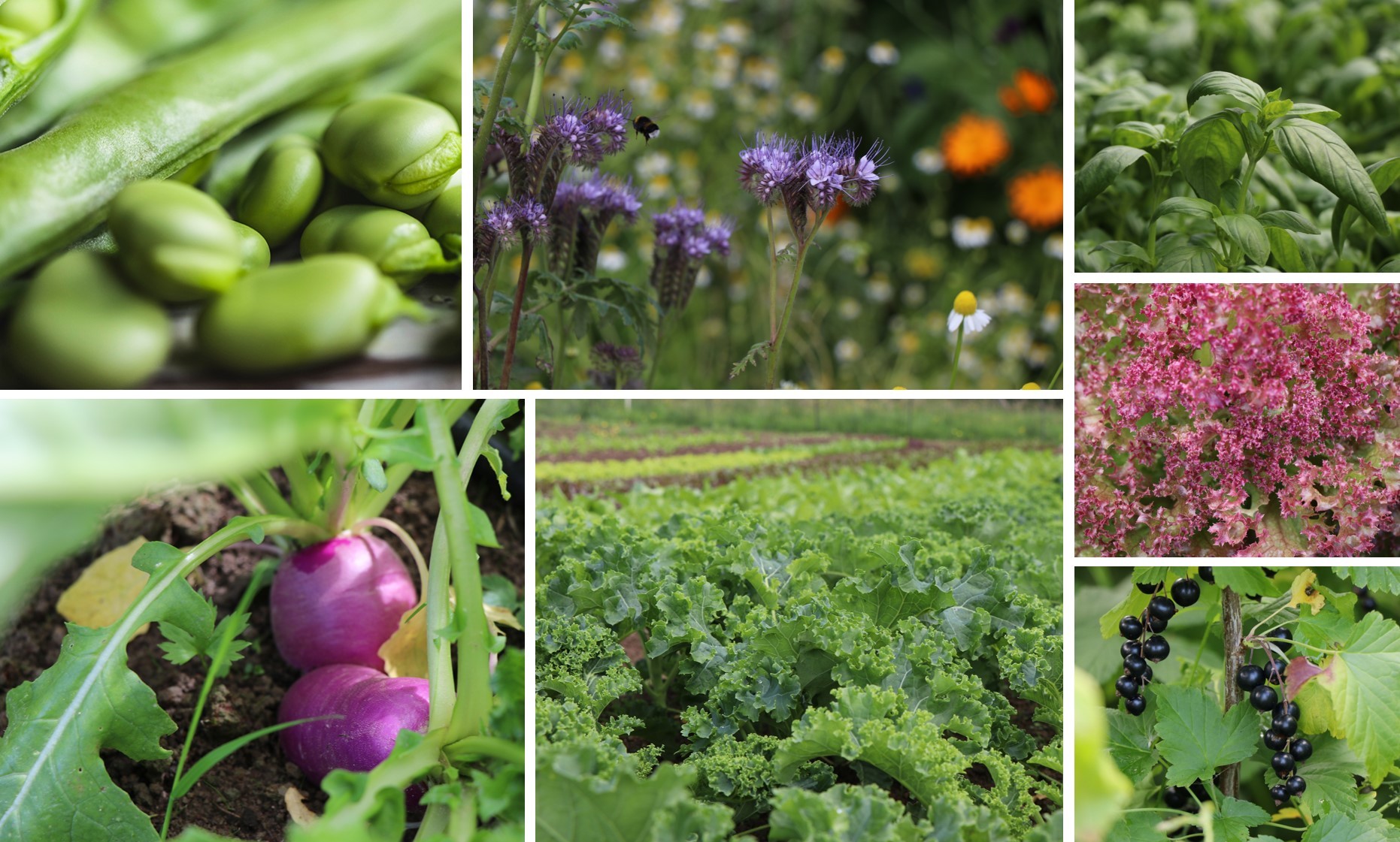 Selection of Drumanilra Organic Garden Vegetables